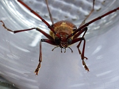 Ochrocydus huttoni
