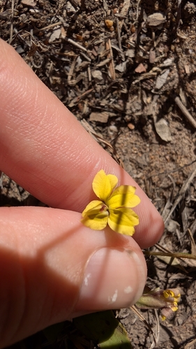 wild pansies (Goodenia mystrophylla)