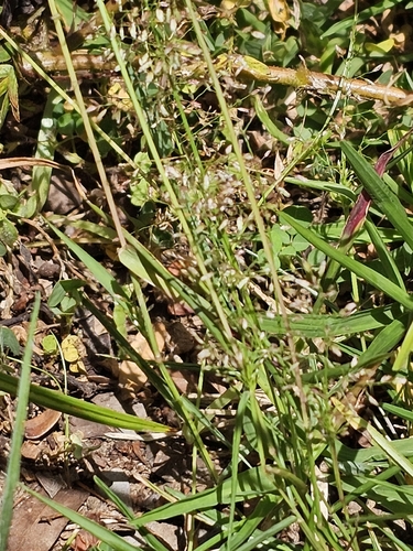 Eragrostis Amabilis (Eragrostis tenella)