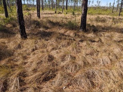Aristida stricta