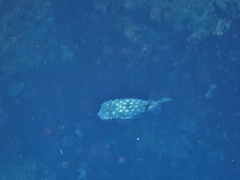 Chilomycterus reticulatus