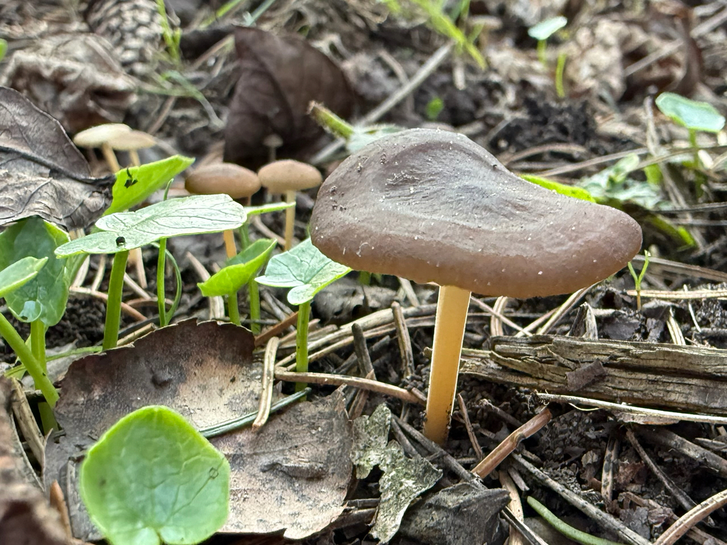 Strobilurus esculentus · March 2026 · photo: © chimpers (iNaturalist, cc0)