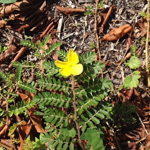 Jamaican feverplant (Tribulus cistoides)