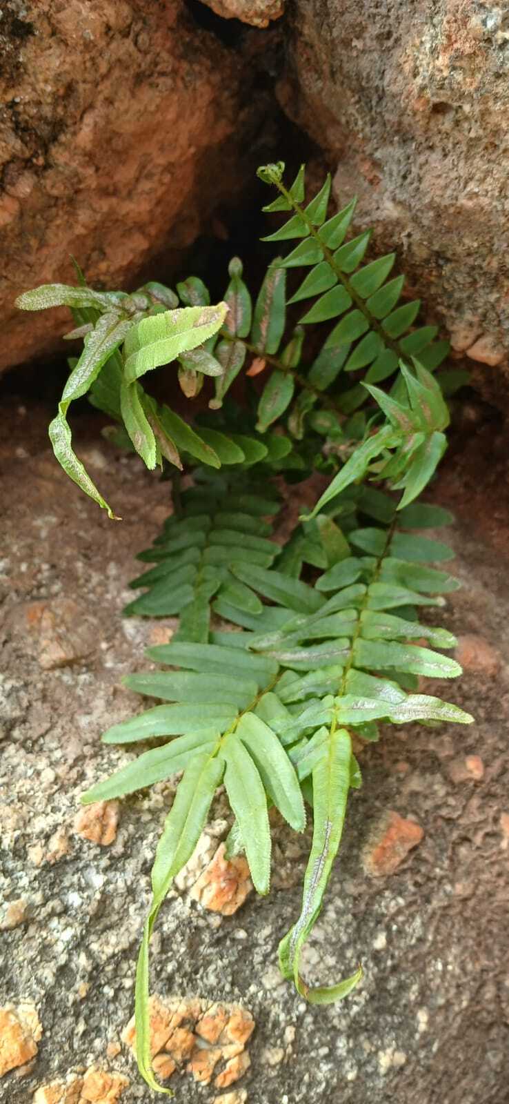 Pteris vittata
