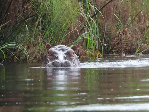 Common Hippopotamus