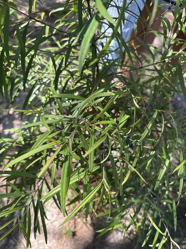 Santalum austrocaledonicum observed 2026-04-04
