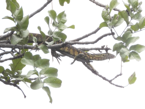 Nile Monitor