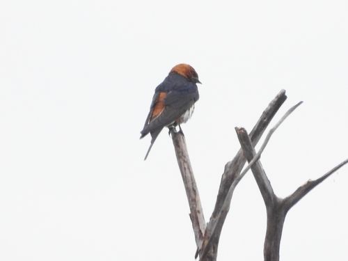 Lesser Striped Swallow