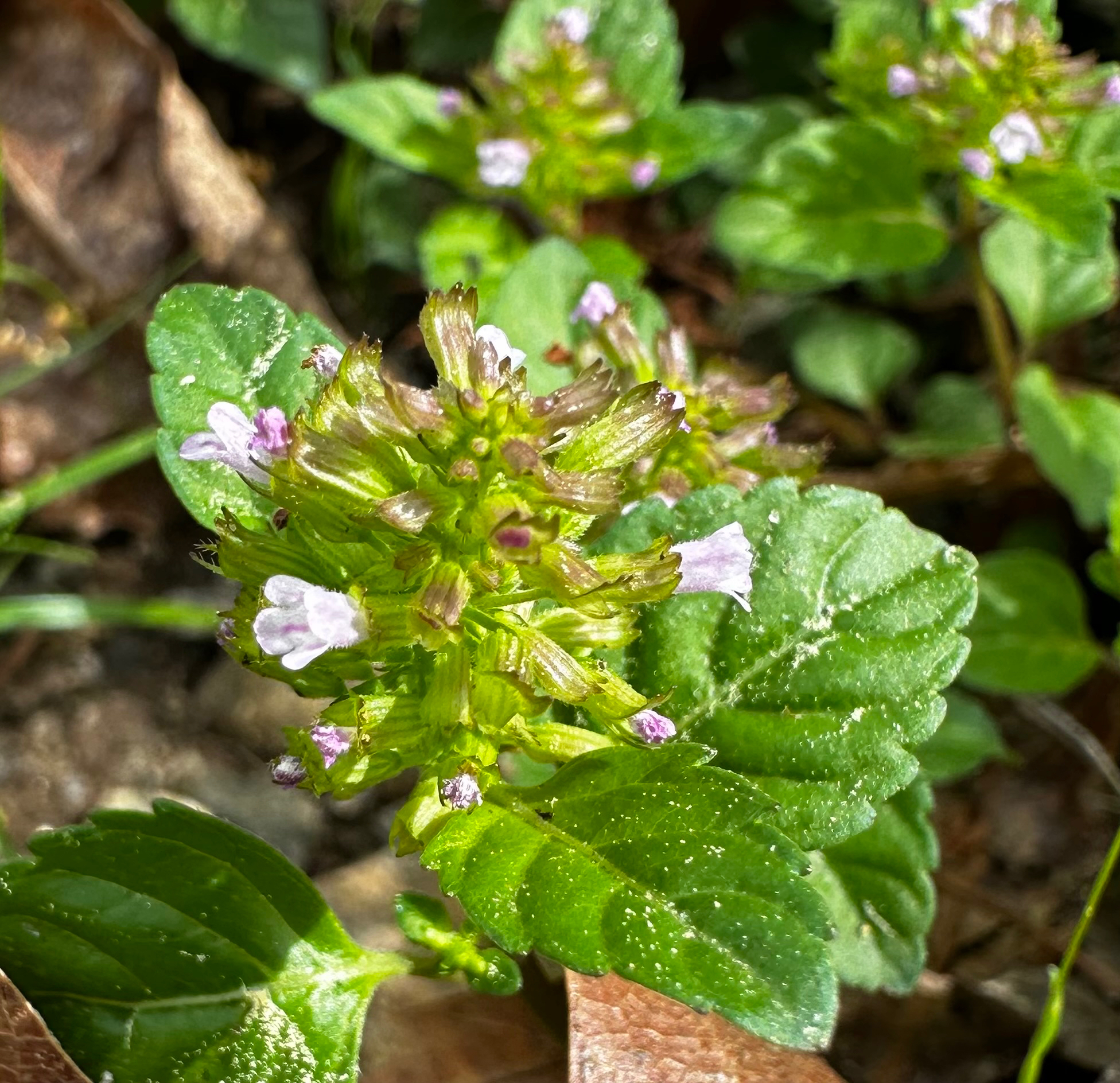 Slender Wild Basil (Clinopodium gracile)