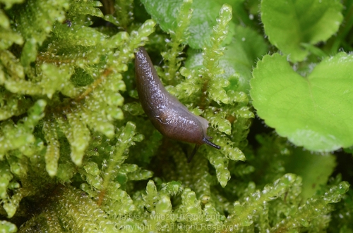 Meadow Slug