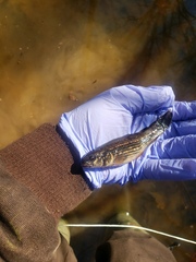 Umbra pygmaea