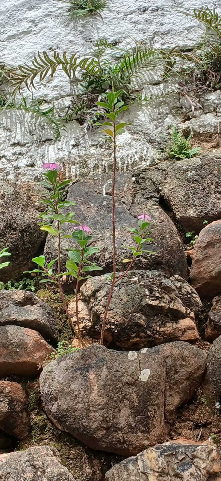Catharanthus roseus