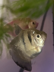 Gymnocorymbus ternetzi