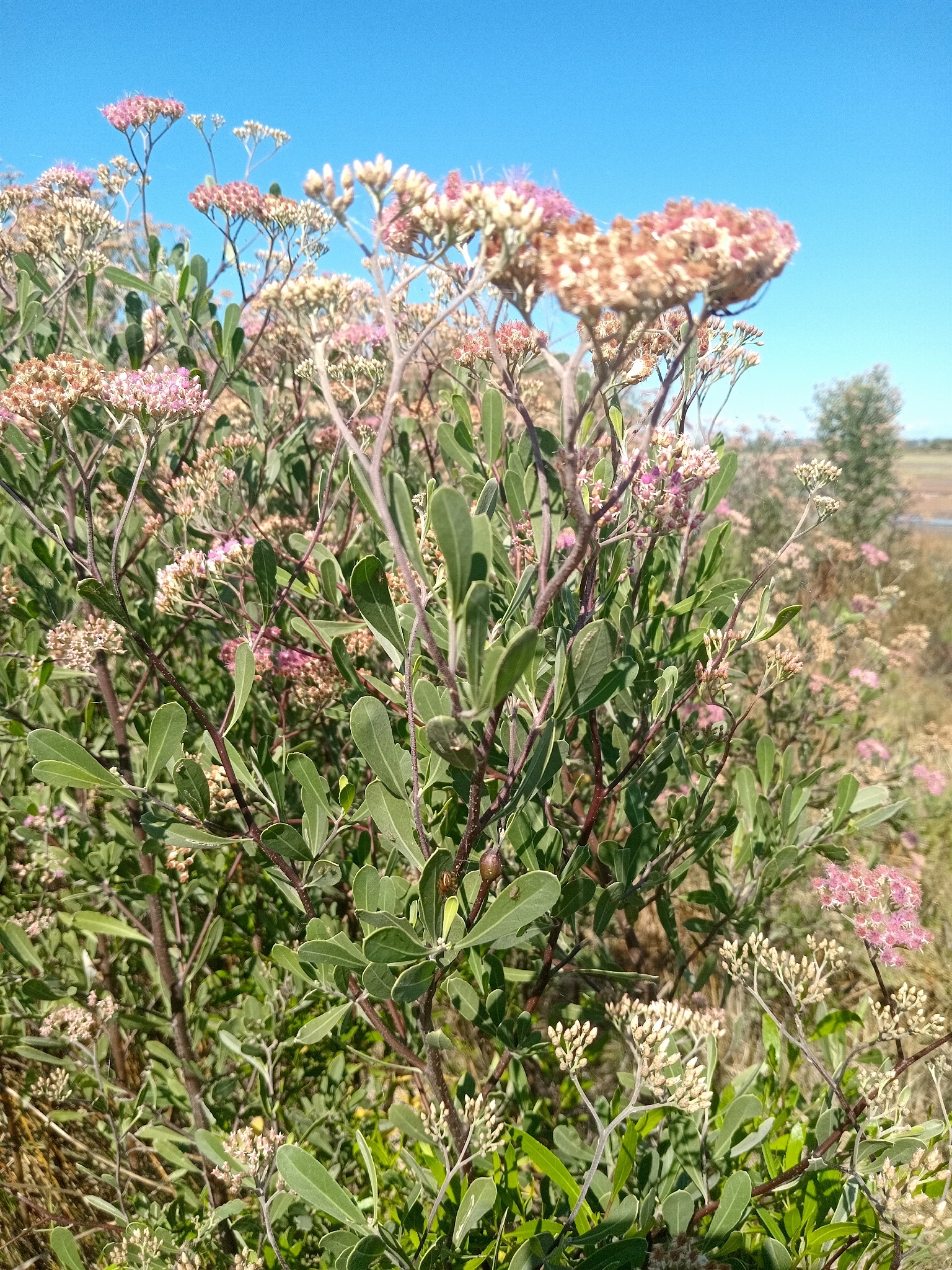 Tessaria integrifolia