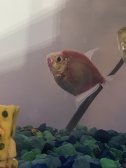 Gymnocorymbus ternetzi