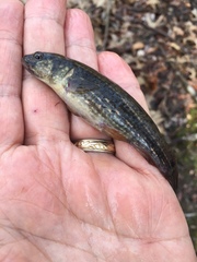 Umbra pygmaea