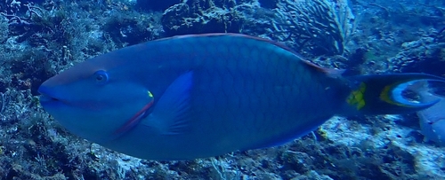Sparisoma viride