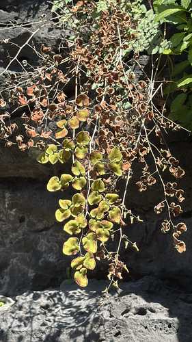 heartleaf cliffbrake (Pellaea cordifolia)