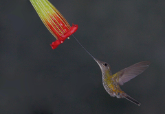 Sword-Billed Hummingbird photo 3
