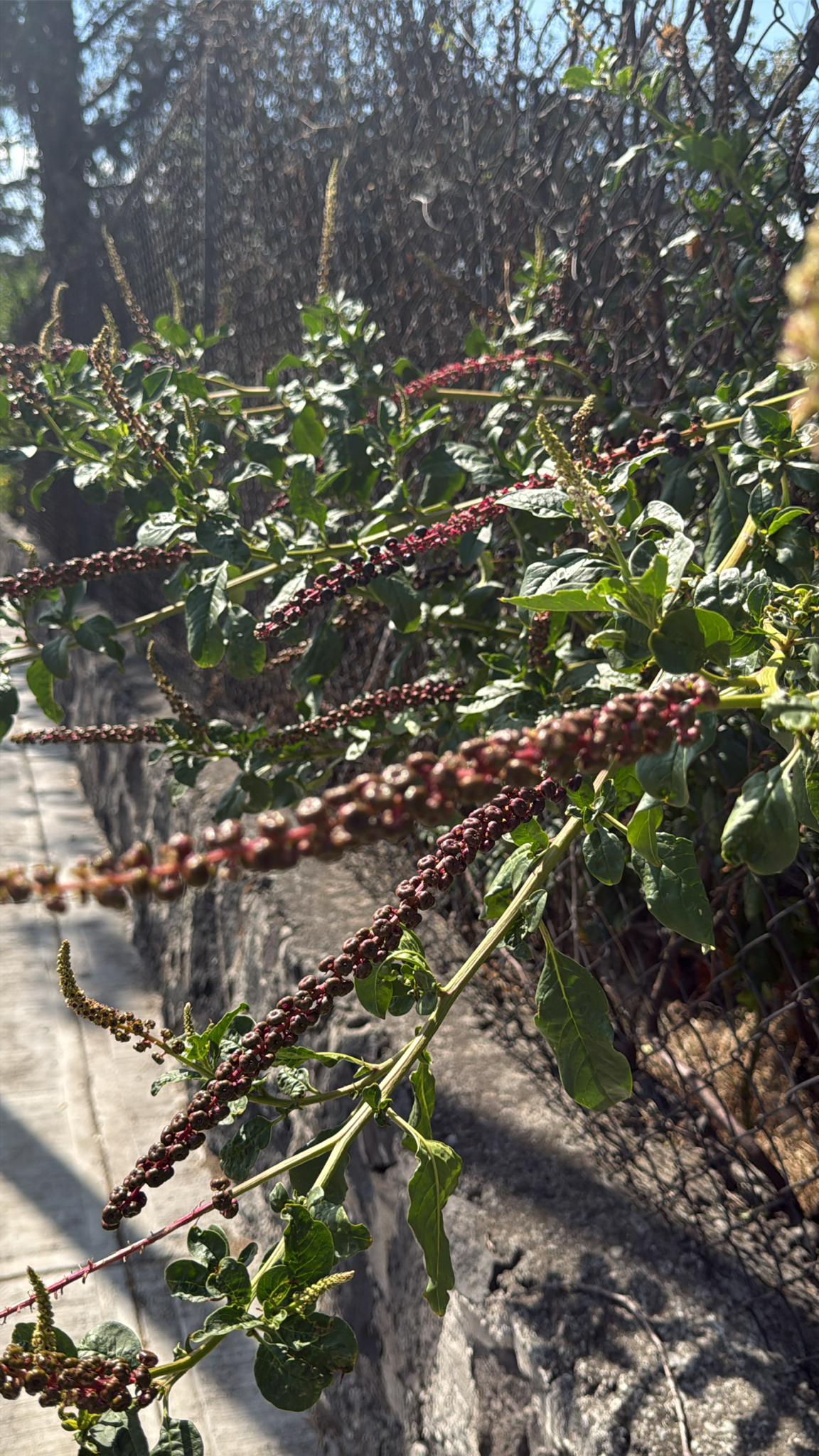Tropical Pokeweed (Phytolacca icosandra)