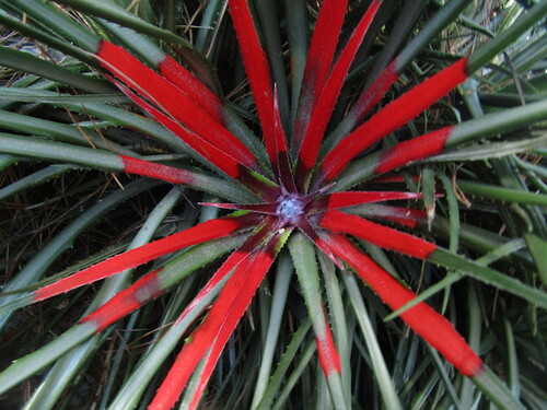 Fascicularia (Fascicularia bicolor)