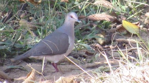 White-tipped Dove