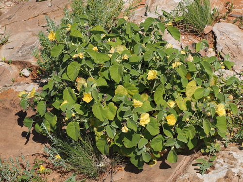 Desert Chinese Lantern (Abutilon leucopetalum)