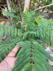 Averrhoa bilimbi