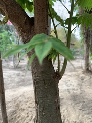 Averrhoa bilimbi