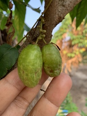 Averrhoa bilimbi