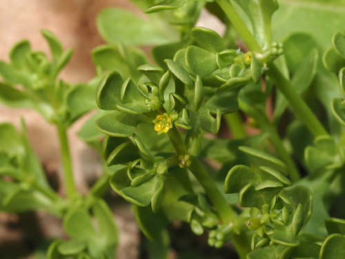 Roepera prismatotheca (Roepera prismatotheca)