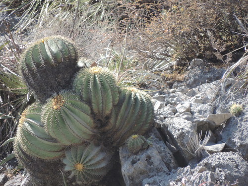 Bisnaga glaucescens