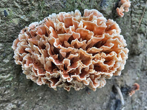 Wine Glass Fungus