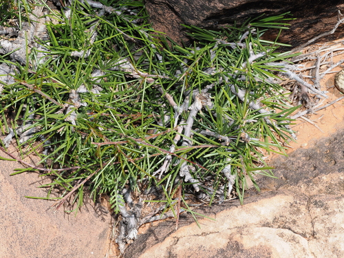 Dead Finish (Acacia tetragonophylla)
