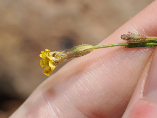 Goodenia berardiana observed 2026-03-31