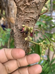 Averrhoa bilimbi