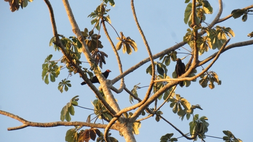 Black Caracara