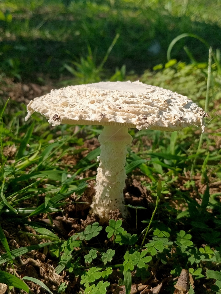 Amanita foetens · March 2026 · photo: © tomascarper (iNaturalist, cc-by)