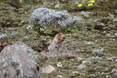 Ethiopian African Mole Rat photo 2