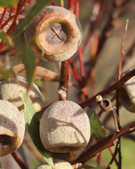 Eucalyptus buprestium