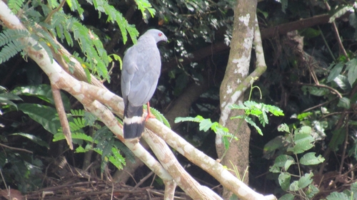 Crane Hawk