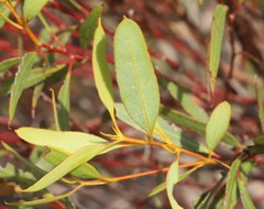 Eucalyptus buprestium
