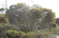Eucalyptus buprestium
