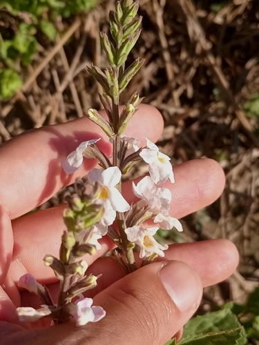 Pitraea cuneato-ovata, photograph 3