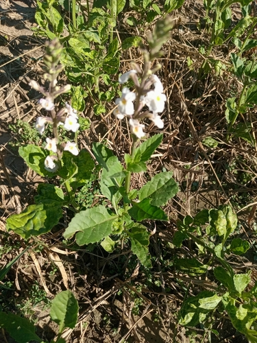 Pitraea cuneato-ovata, photograph 4