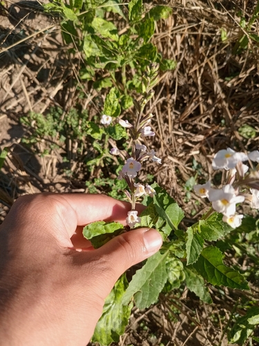 Pitraea cuneato-ovata, photograph 5