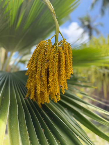 Pritchardia thurstonii observed 2026-04-03