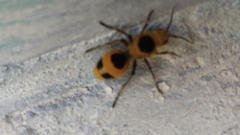 Dasymutilla cressoni