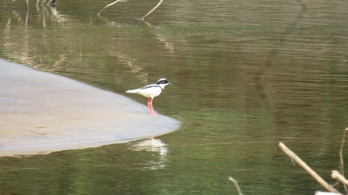 Pied Plover