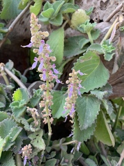Coleus amboinicus